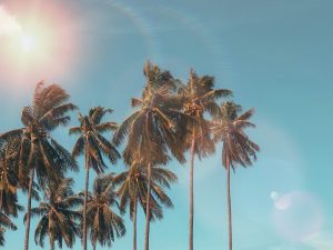 10 coconut trees with the sun and a blue sky in the background